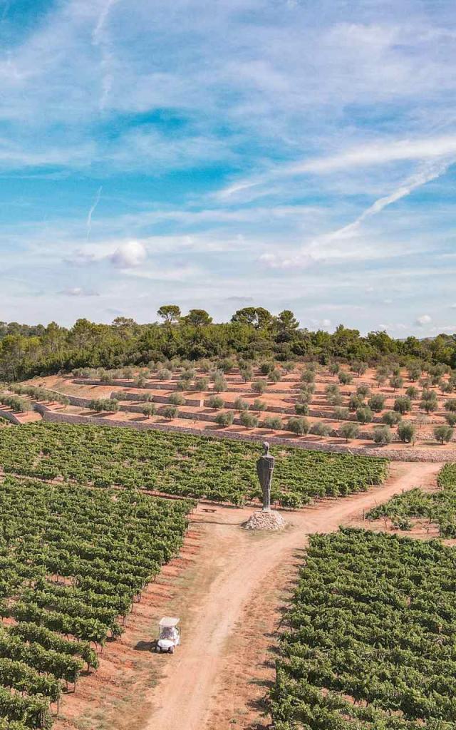 vignoble-crtpaca-24622.jpg