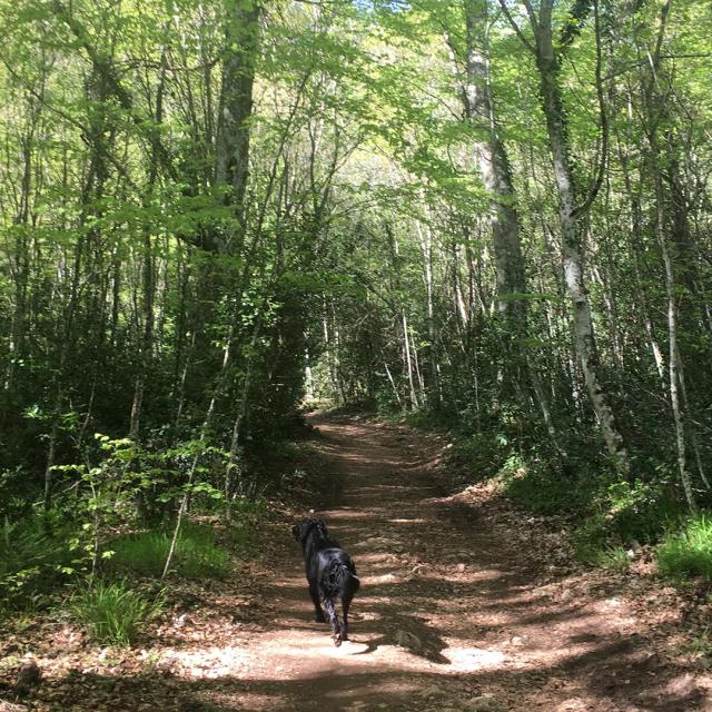 Forêt de la SainteBaume ProvenceAlpesCôte d'Azur Tourisme