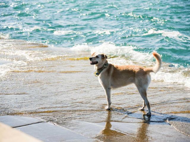 toutourisme-chien-plage-gdtography.jpg