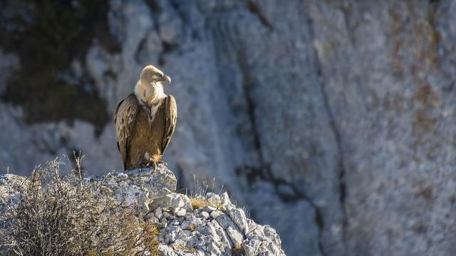 Observation des vautours, gorges du Verdon