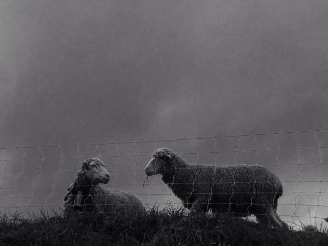 Moutons village vacances Rechastel Ubaye Alpes