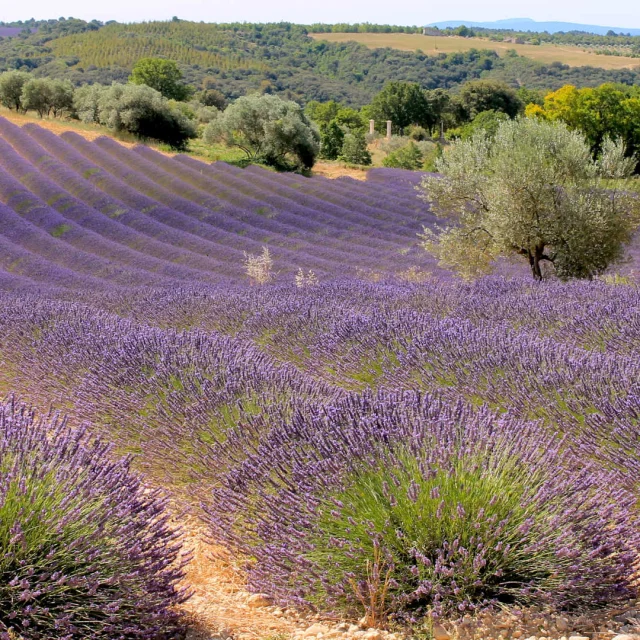 Perspective of a lavender field