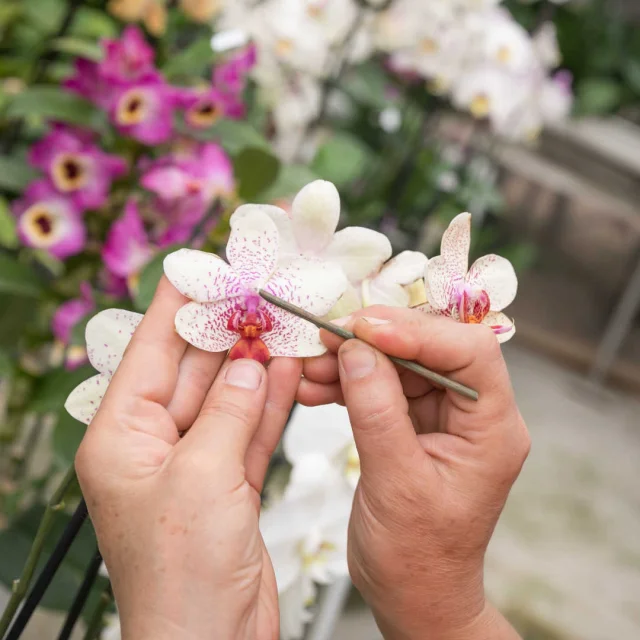 Hands of an orchid grower in the Orchidées Vacherot greenhouse