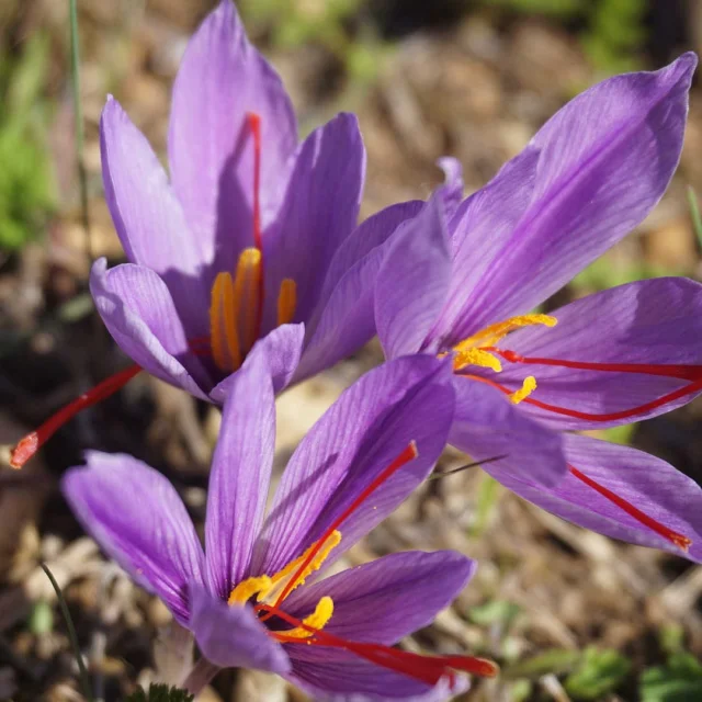 Close-up of crocus sativus