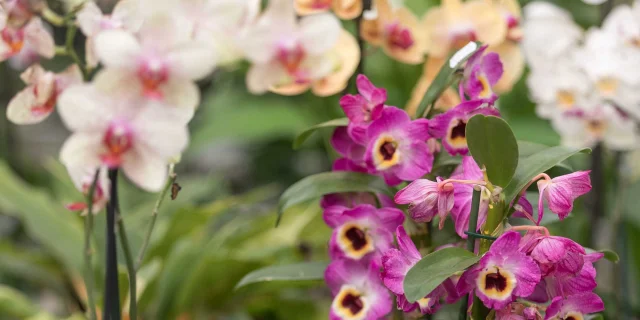 Close-up of orchids grown by Orchidées Vacherot