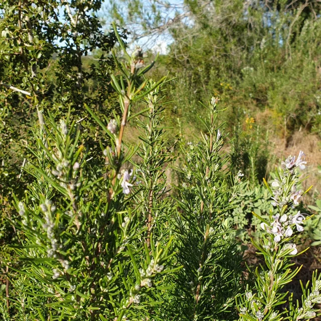 Rosemary in flower in the Pichauris