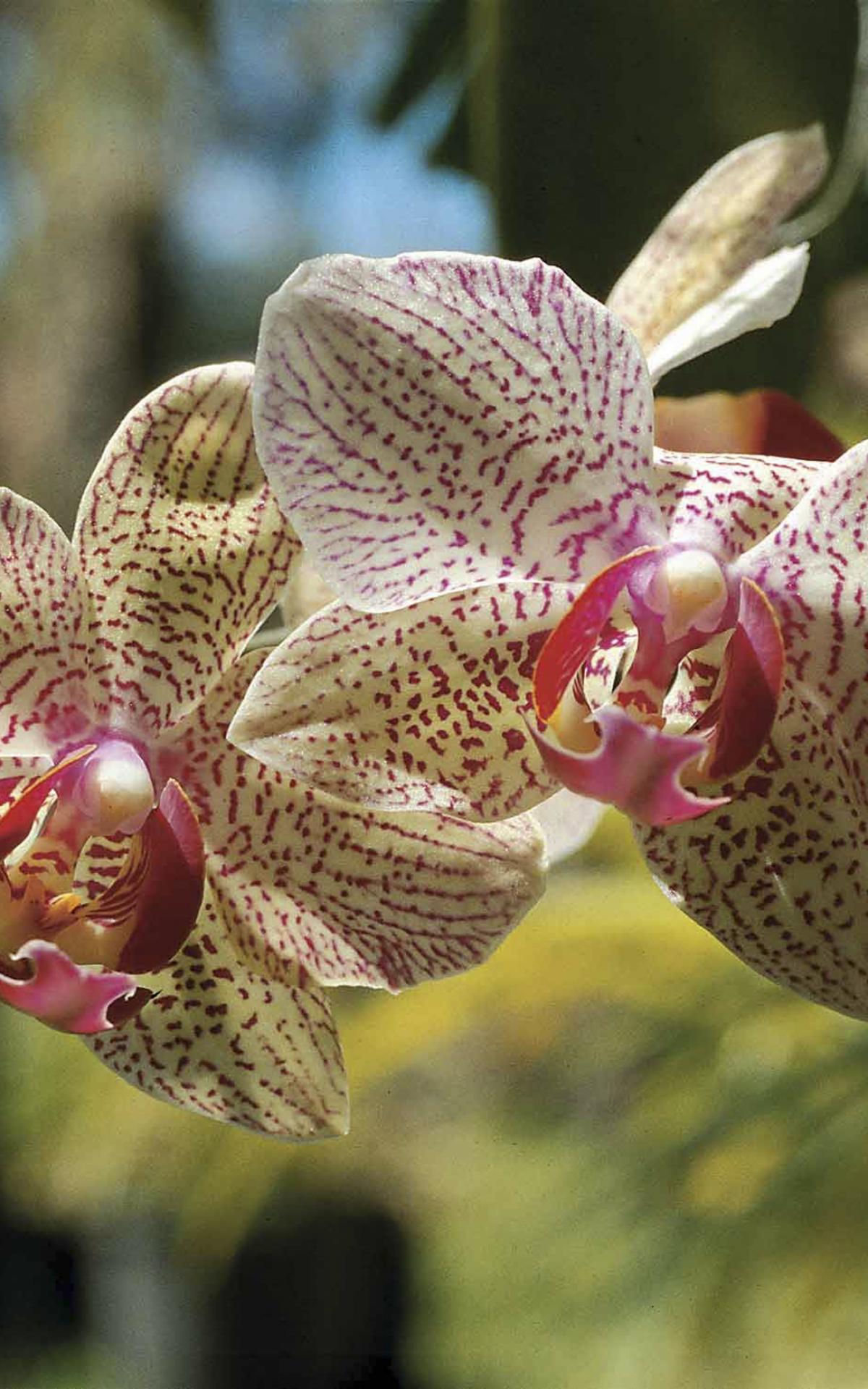 Entdecken Sie die kreolischen Gärten von La Réunion Île de la Réunion