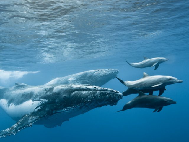 cétacés, île de La Réunion
