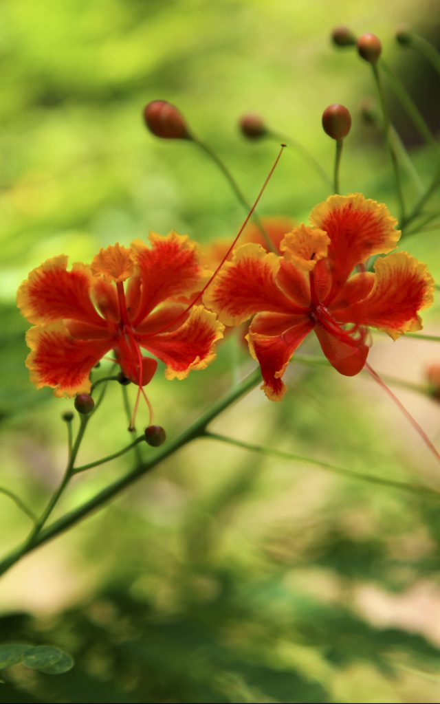 Île de la Réunion : 41% de la flore est menacée - Natura Sciences