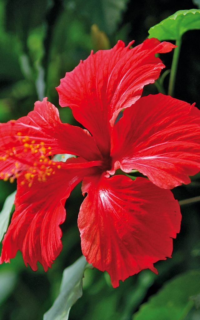 fleurs59_hibiscus_-_credit_irt_-_serge_gelabert_dts_12_2014-e1599484610246.jpg