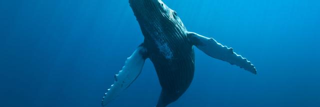 Baleines, La Réunion