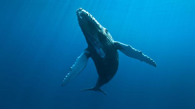 cetaces03_baleines_-_credit_irt_-_eric_lamblin_dts_05_2015.jpg