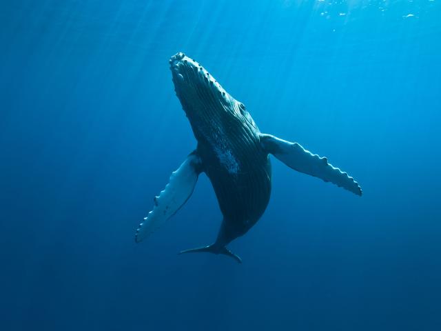 cetaces03_baleines_-_credit_irt_-_eric_lamblin_dts_05_2015.jpg