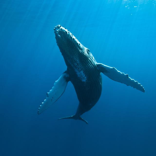 cetaces03_baleines_-_credit_irt_-_eric_lamblin_dts_05_2015.jpg