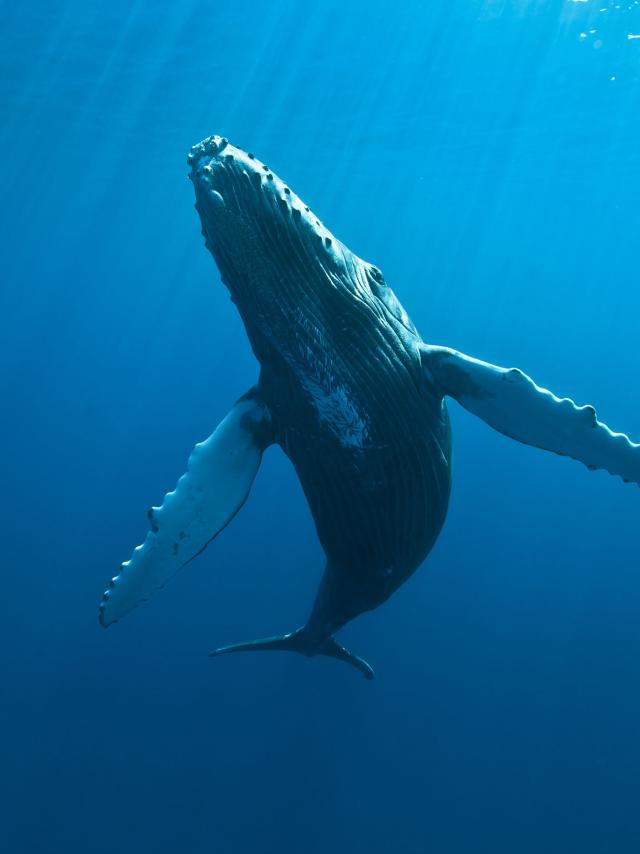 cetaces03_baleines_-_credit_irt_-_eric_lamblin_dts_05_2015.jpg