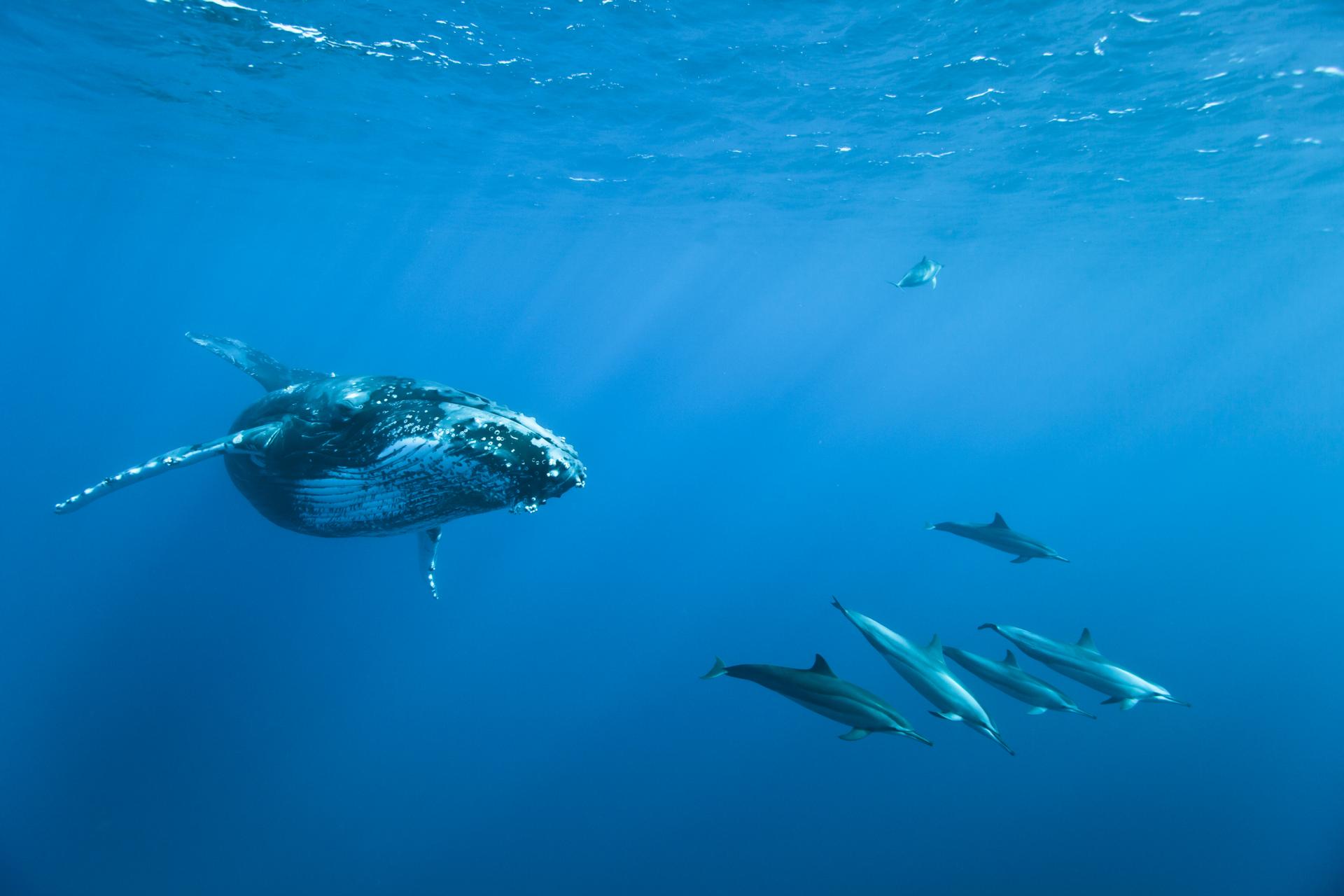 Observation Des Dauphins Et Des Baleines | Île De La Réunion Tourisme