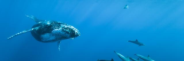 cetaces05baleines-creditirt-ericlamblindts082015.jpg