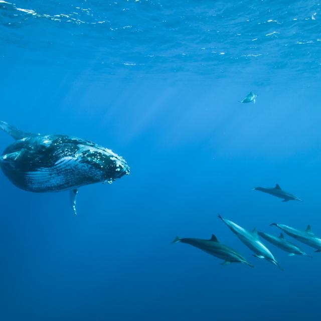 Cétacés, La Réunion