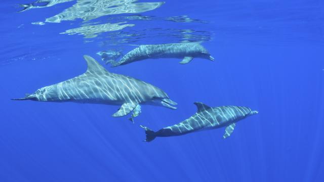 cetaces20_dauphins_-_credit_irt_-_laurent_beche_dts_12_2015.jpg