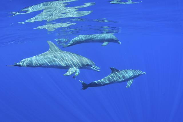 cetaces20_dauphins_-_credit_irt_-_laurent_beche_dts_12_2015.jpg