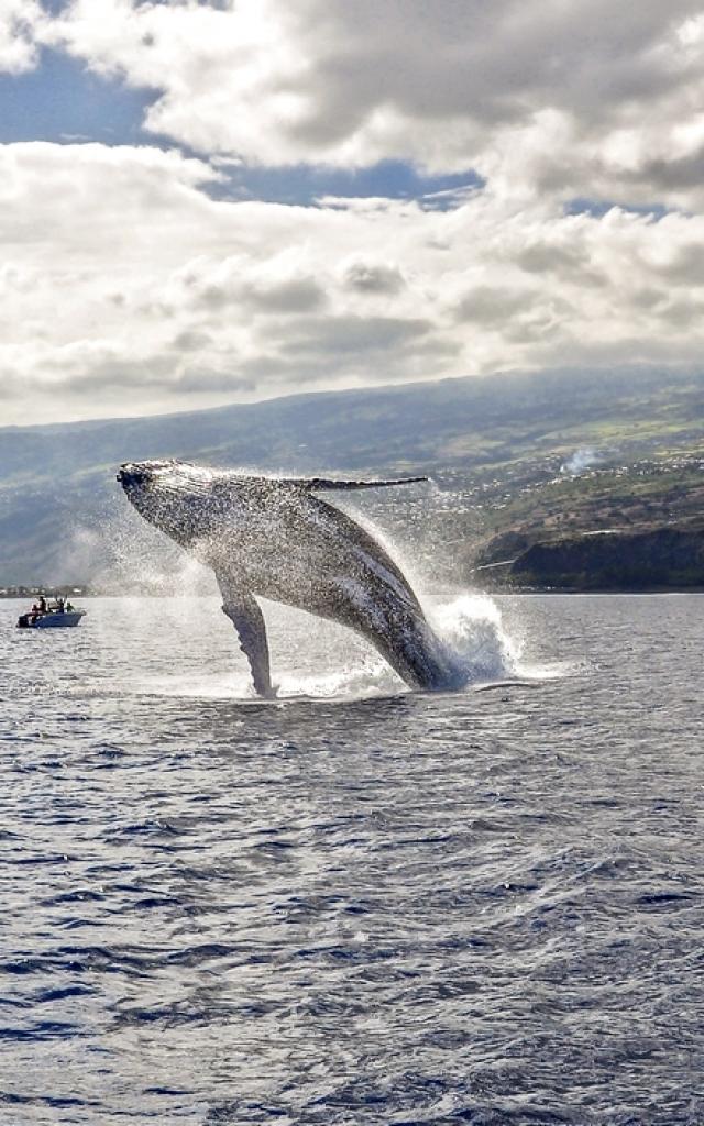 cetaces97_baleine_a_bosse_cap_la_houssaye_saint_paul_-_credit_irt_-_sebastien_conejero_dts_06_2018.jpg