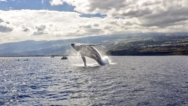Baleine, La Réunion