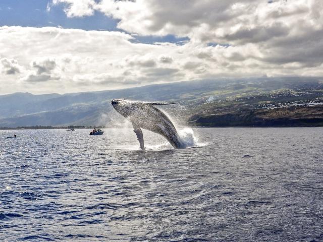 cetaces97_baleine_a_bosse_cap_la_houssaye_saint_paul_-_credit_irt_-_sebastien_conejero_dts_06_2018.jpg