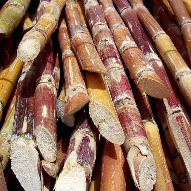 cut_sugarcane.jpg