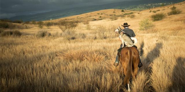 équitation île de la réunion