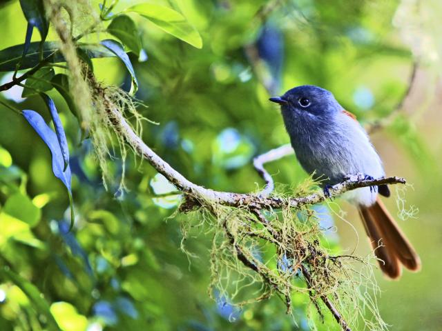 faune_terrestre28_oiseau_la_vierge_-_credit_irt_-_emmanuel_virin.jpg