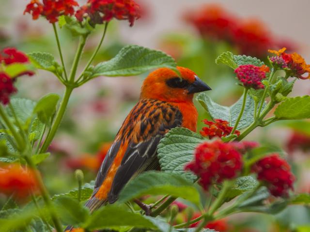 faune_terrestre36_cardinal_male_foudi_de_madagascar_-_credit_irt_-_yabalex_dts_07_2017_0.jpg