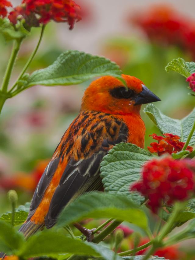 faune_terrestre36_cardinal_male_foudi_de_madagascar_-_credit_irt_-_yabalex_dts_07_2017_0.jpg