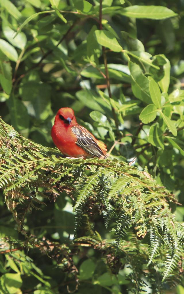 fauneterrestre04cardinalrouge-creditirt-emmanuelvirin_1.jpg