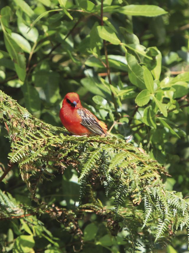 Cardinal rouge, La Réunion