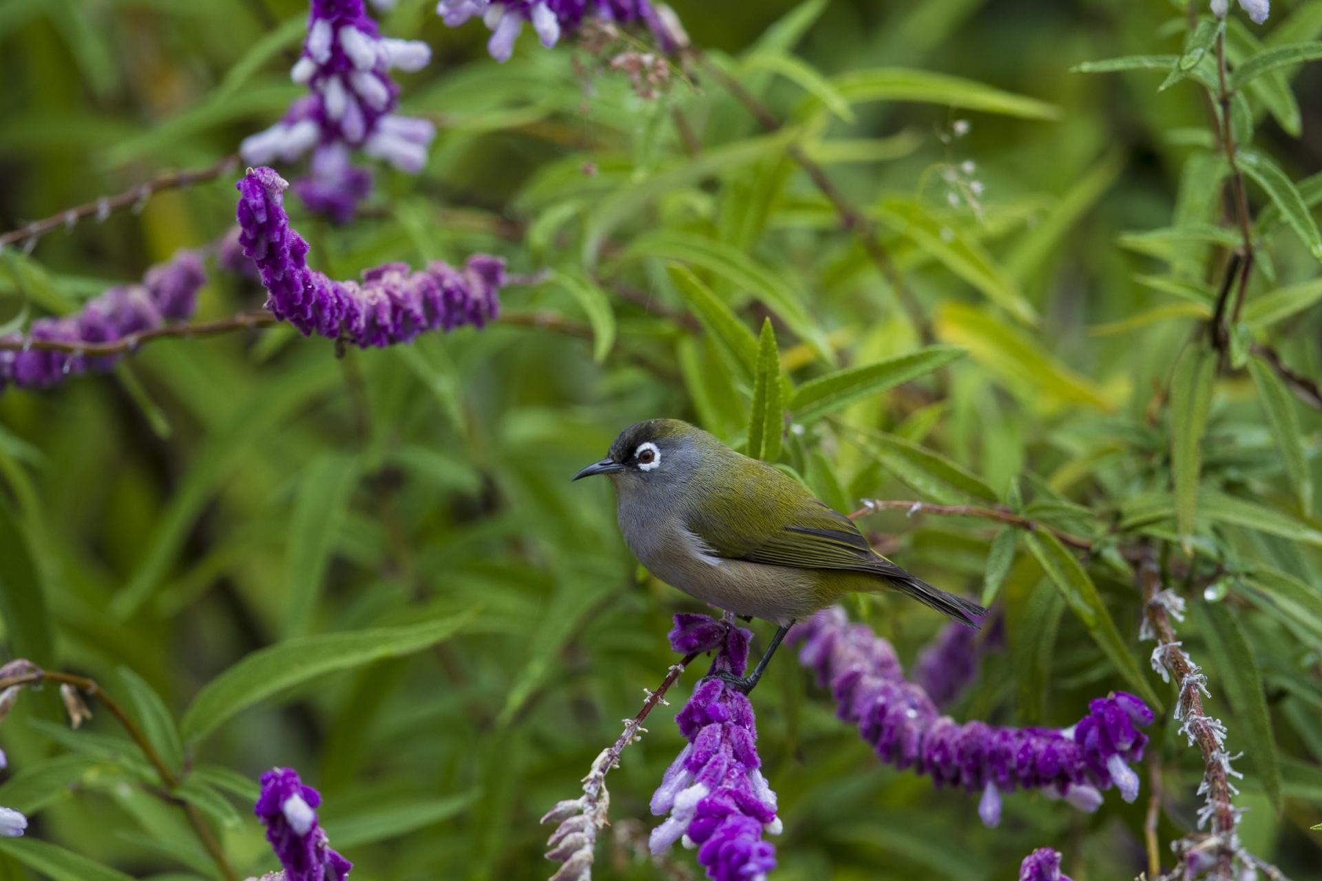 Oiseau lunette vert, La Réunion