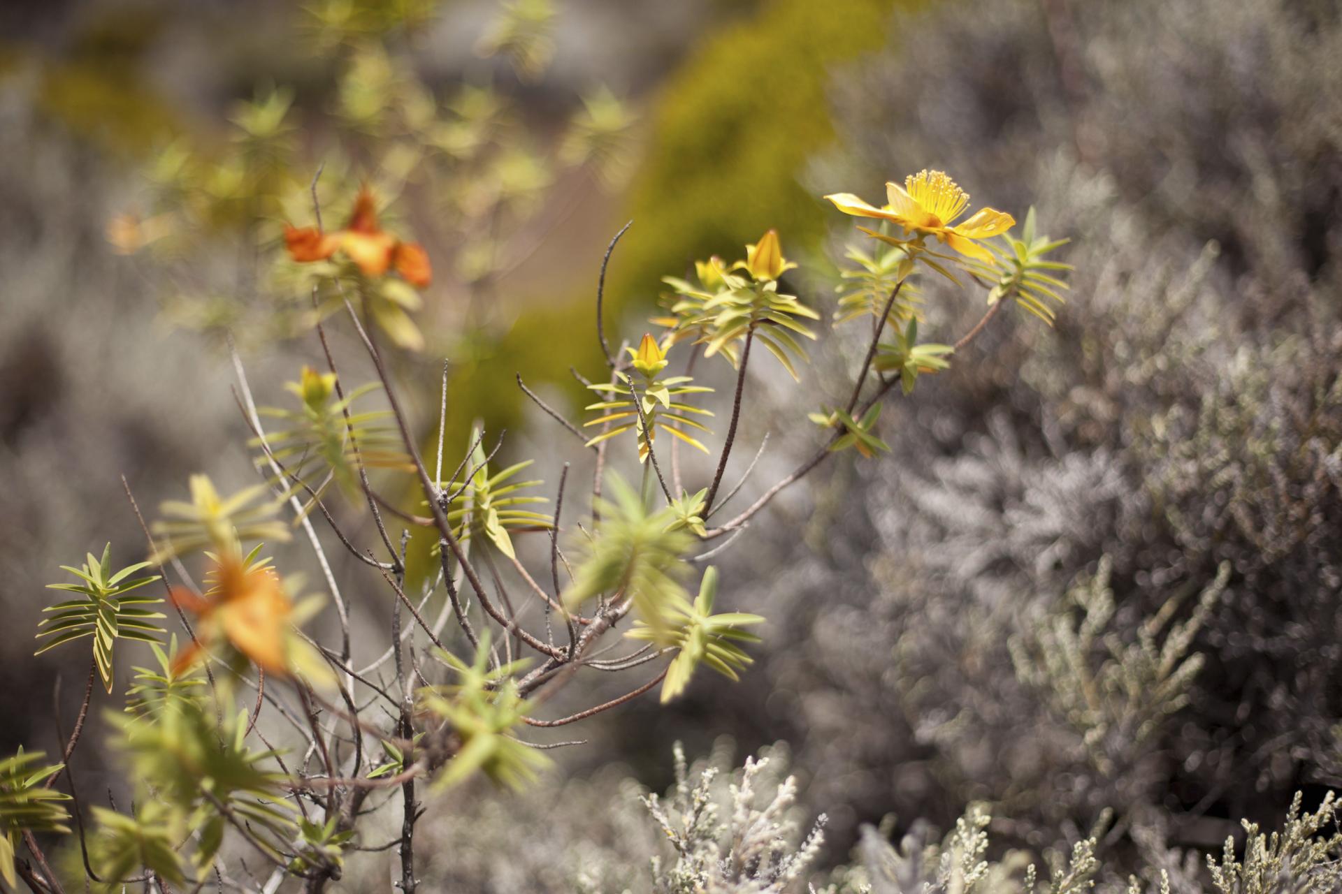 Fleurs de La Réunion