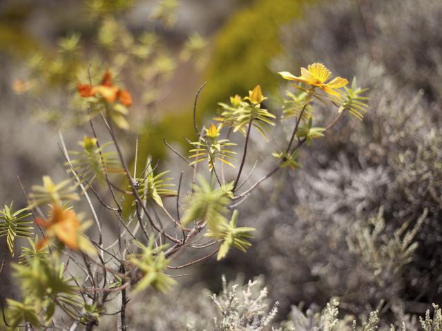 fleurs22-creditirt-cedricetienne.jpg