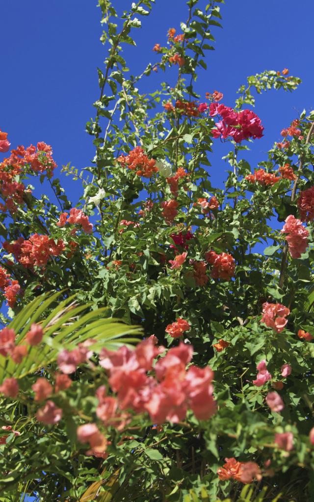 fleurs24_bougainvilliers_-_credit_irt_-_emmanuel_virin.jpg