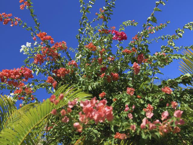 fleurs24_bougainvilliers_-_credit_irt_-_emmanuel_virin.jpg