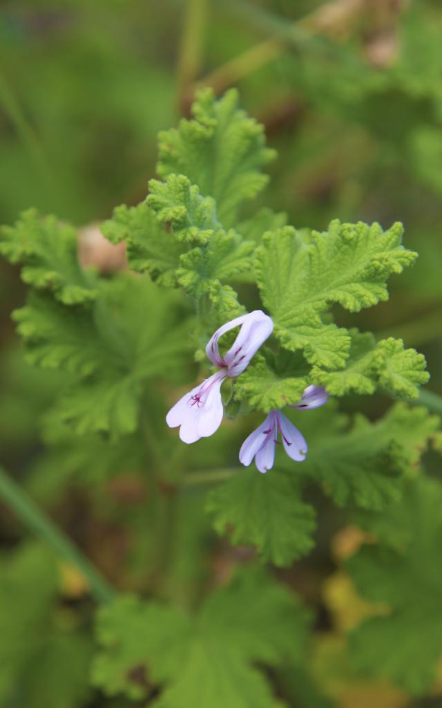 Géranium de La Réunion
