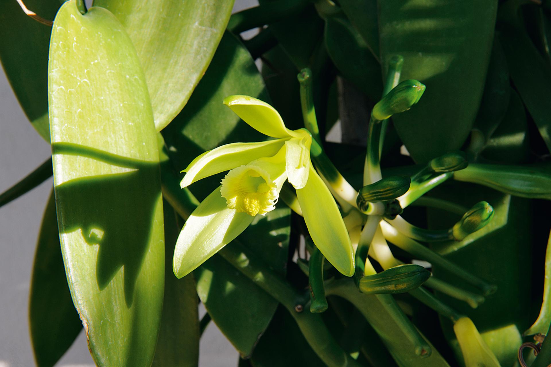 Vanille Bourbon, La Réunion, Trapèze des Mascareignes