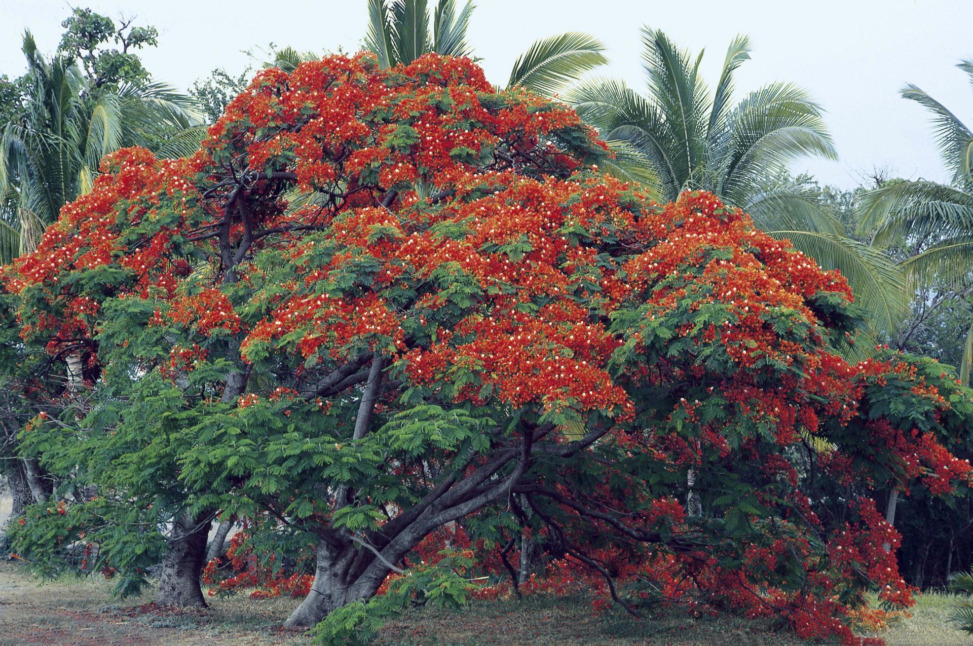 Flamboyant de La Réunion