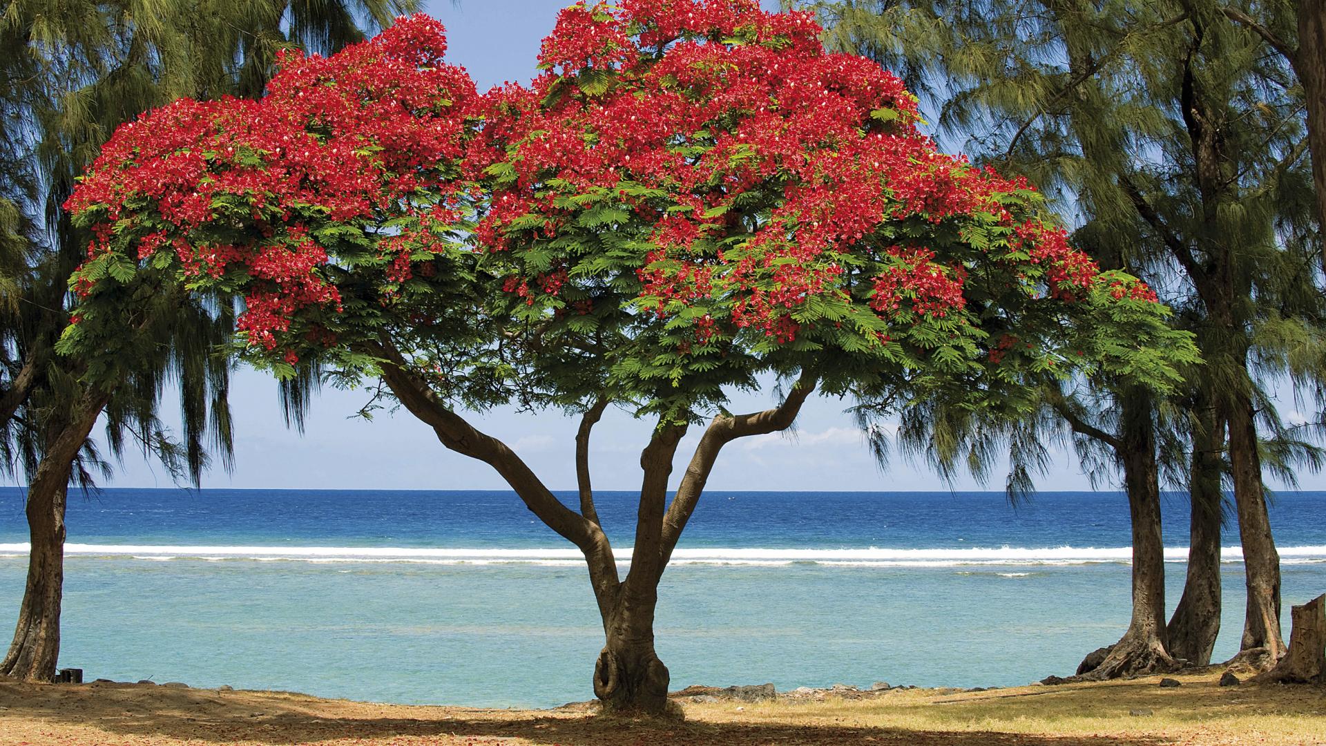 Touristinformationen Île de la Réunion Tourisme