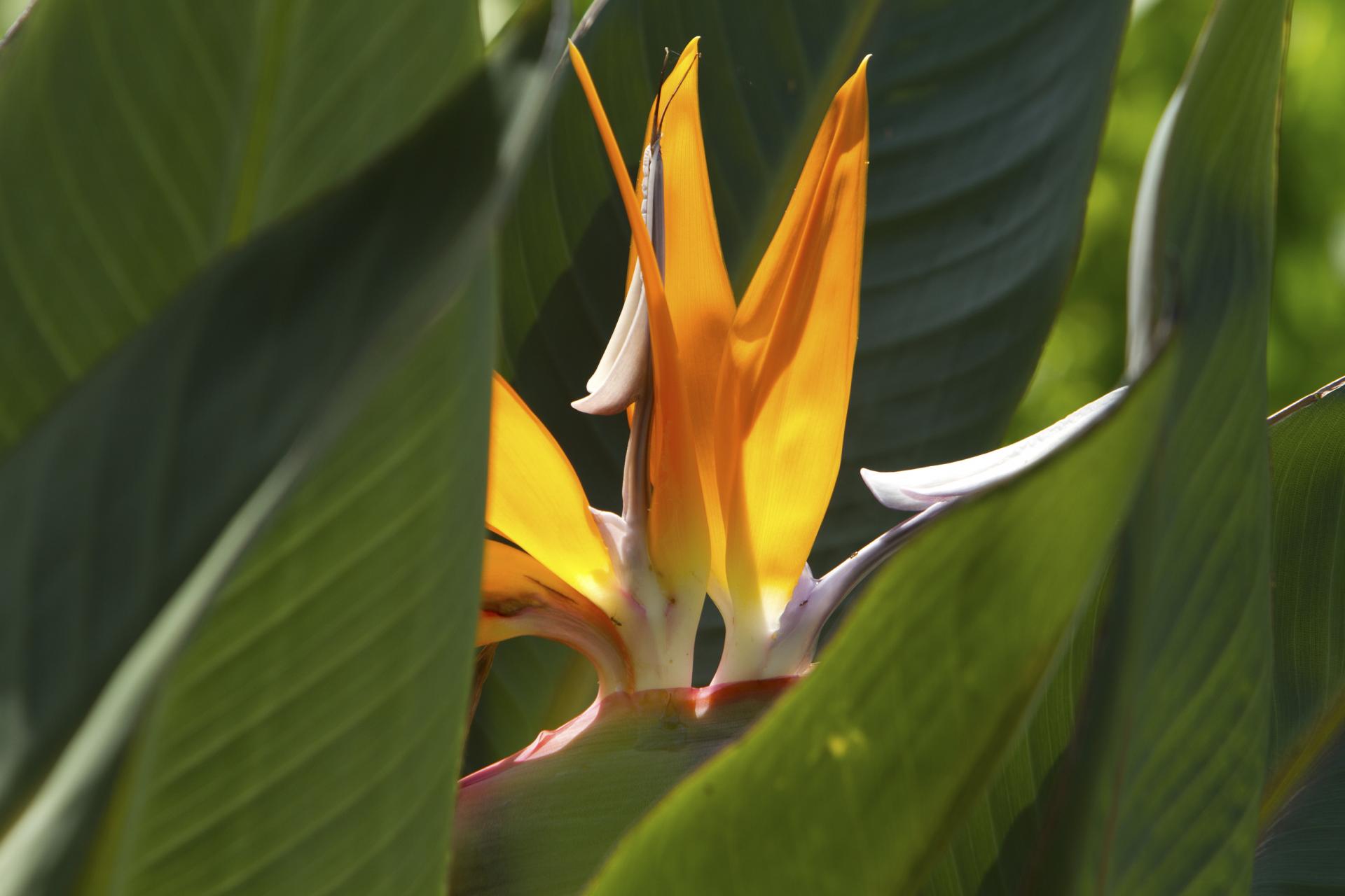 Oiseau de Paradis, La Réunion