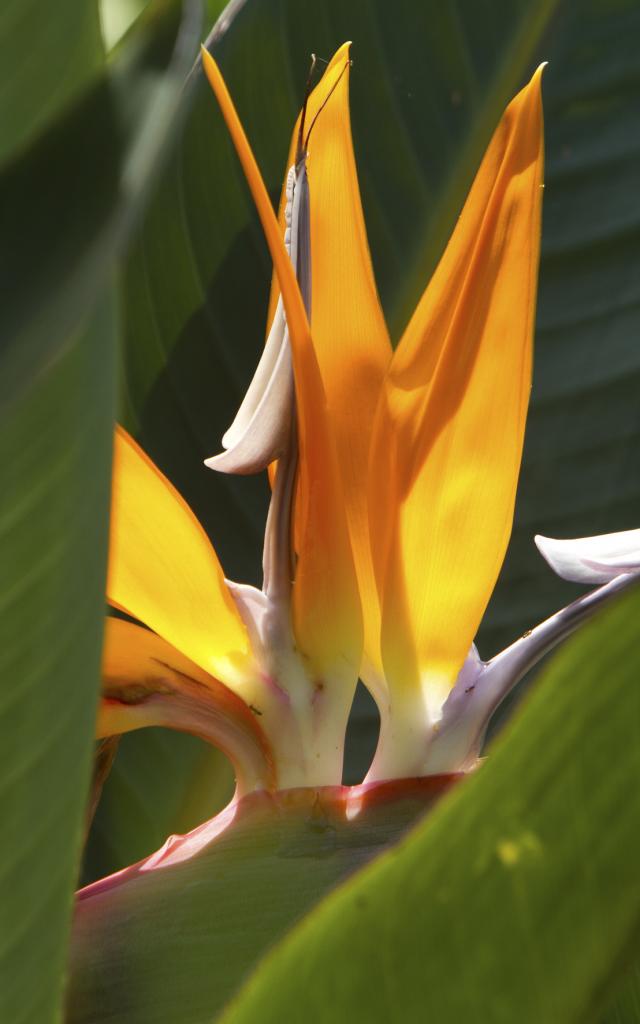 fleurs66_oiseau_paradis_-_credit_irt_-_stephane_fournet_dts_07_2017.jpg