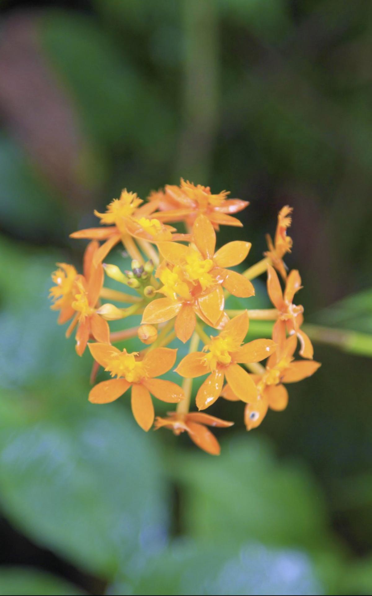 Die heimische Flora Île de la