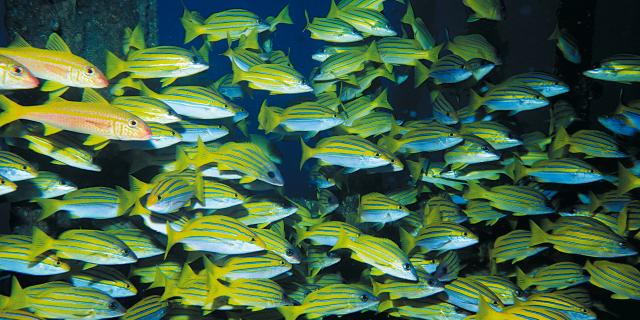 Poissons, La Réunion