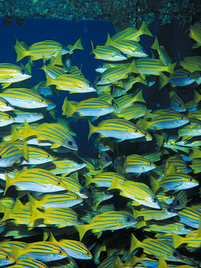 fonds_marins53_plongee_-_credit_irt_-_serge_gelabert_dts_12_2018.jpg