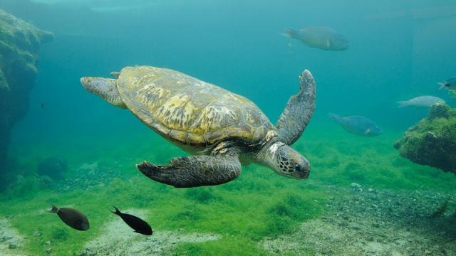 fonds_marins69_tortue_-_credit_irt_-_serge_gelabert_dts_12_2015-e1601303406109.jpg