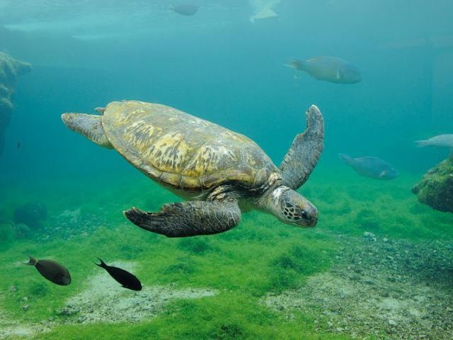 Tortue marine, La Réunion, Trapèze des Mascareignes